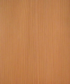 DougFir.jpg (9321 bytes)