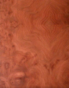ElmCarpBurl.jpg (10967 bytes)